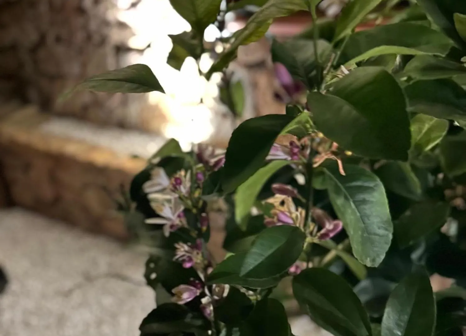Casa Vacanze Budoni - Sandalia